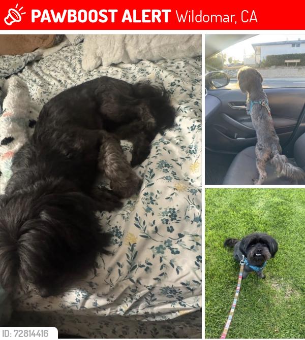 Lost Male Dog last seen Green Parot Rd. , Wildomar, CA 92595