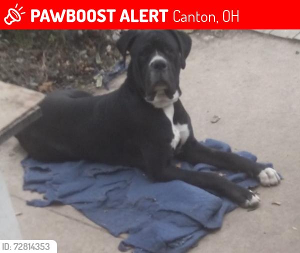 Lost Male Dog last seen Near 8th street NE canton ohio, Canton, OH 44704
