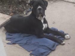 Lost Male Dog last seen Near 8th street NE canton ohio, Canton, OH 44704