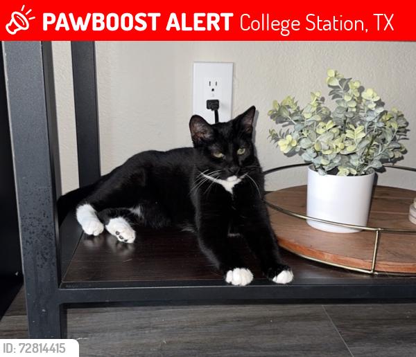Lost Male Cat last seen university ave, tamu system john b connally building, College Station, TX 77840