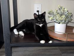 Lost Male Cat last seen university ave, tamu system john b connally building, College Station, TX 77840