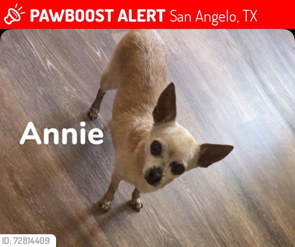 Lost Female Dog last seen By the Glenna Strips and the Soccer fields heading towards the intersection., San Angelo, TX 76901