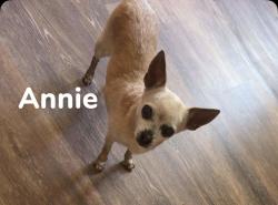 Lost Female Dog last seen By the Glenna Strips and the Soccer fields heading towards the intersection., San Angelo, TX 76901