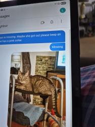 Lost Female Cat last seen Main st. Adams ny 13605, Adams, NY 13605