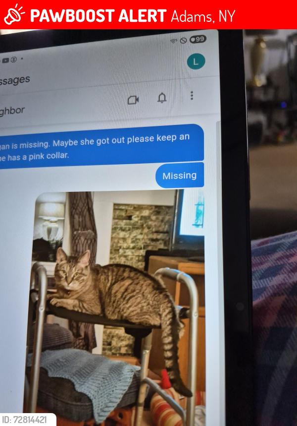 Lost Female Cat last seen Main st. Adams ny 13605, Adams, NY 13605