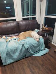 Lost Male Dog last seen LcR 740, Thornton, TX 76687