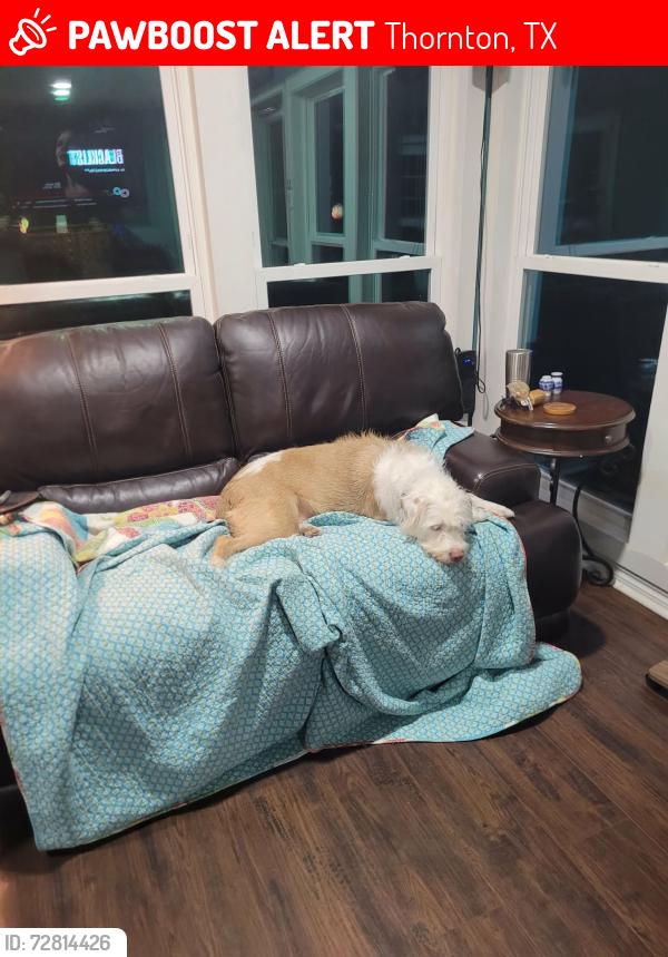 Lost Male Dog last seen LcR 740, Thornton, TX 76687