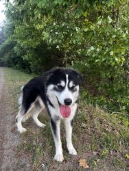Found/Stray Male Dog last seen Near hambright and Everette Keith off to the left , Huntersville, NC 28078