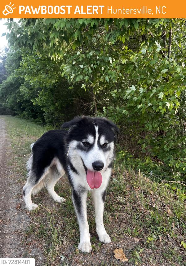 Found/Stray Male Dog last seen Near hambright and Everette Keith off to the left , Huntersville, NC 28078