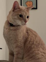 Found/Stray Male Cat last seen Solano and Ramona, Albany, CA 94706