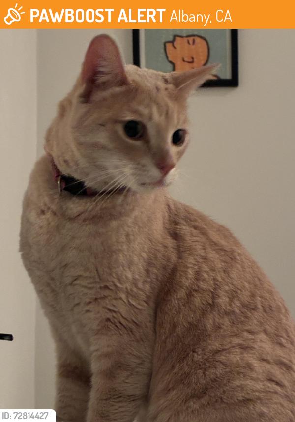 Found/Stray Male Cat last seen Solano and Ramona, Albany, CA 94706