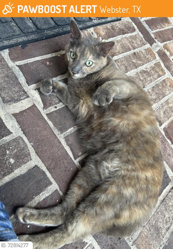 Found/Stray Female Cat last seen Abigail Ln and Grissom Rd, Nearby CCISD stadium , Webster, TX 77598