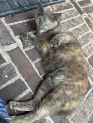 Found/Stray Female Cat last seen Abigail Ln and Grissom Rd, Nearby CCISD stadium , Webster, TX 77598