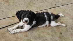 Found/Stray Female Dog last seen D Ave & 24th st NE, Cedar Rapids, IA 52402