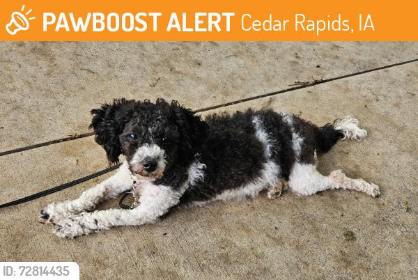 Found/Stray Female Dog last seen D Ave & 24th st NE, Cedar Rapids, IA 52402
