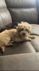 Lost Female Dog last seen Between Akers and Riggin, Visalia, CA 93291