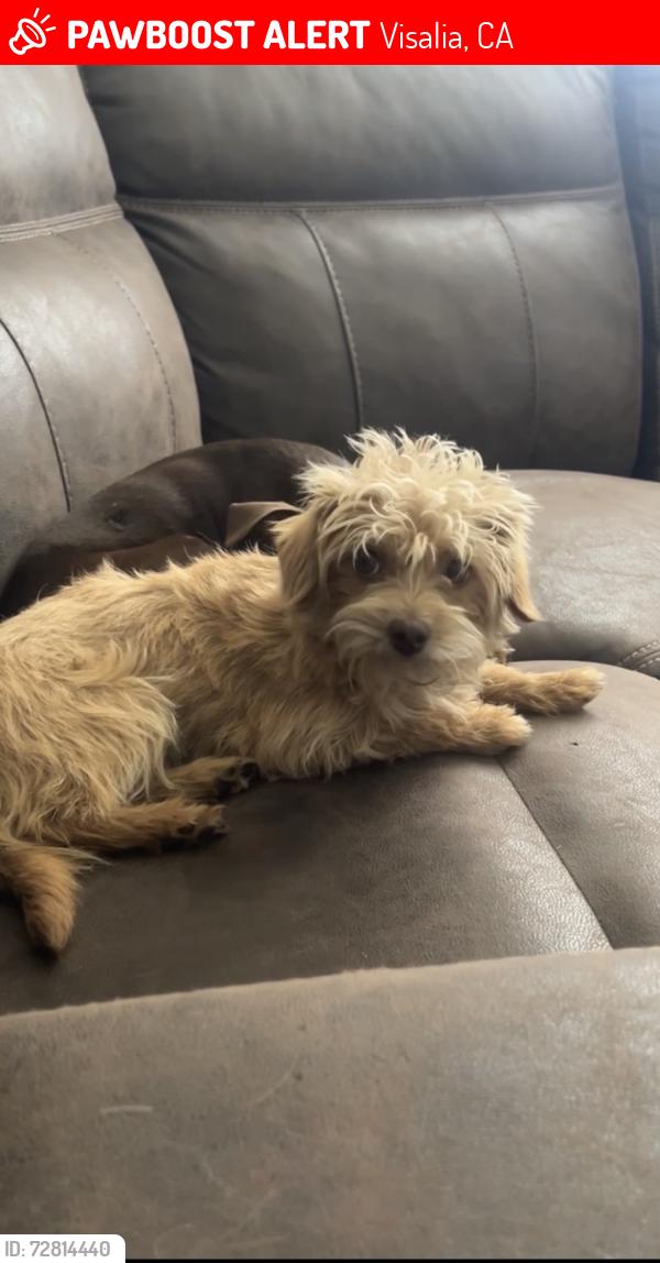 Lost Female Dog last seen Between Akers and Riggin, Visalia, CA 93291