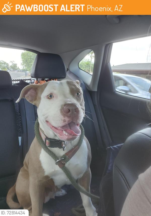 Found/Stray Female Dog last seen She follows somebody  from bashes all the way from seven street and union hills to grovers, Phoenix, AZ 85020