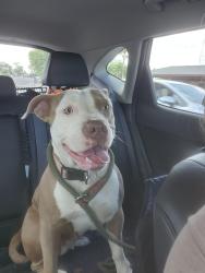 Found/Stray Female Dog last seen She follows somebody  from bashes all the way from seven street and union hills to grovers, Phoenix, AZ 85020