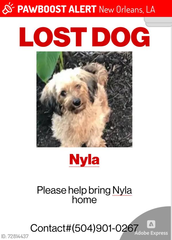 Lost Female Dog last seen Louisiana , New Orleans, LA 70115