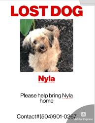 Lost Female Dog last seen Louisiana , New Orleans, LA 70115
