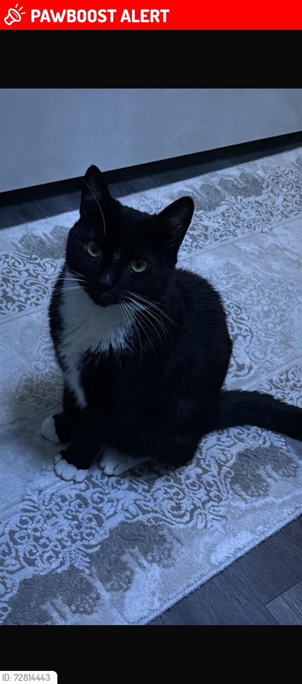 Lost Male Cat last seen Anderson Road , West Midlands, England DY4 8SD