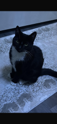 Lost Male Cat last seen Anderson Road , West Midlands, England DY4 8SD