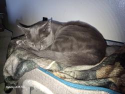Lost Male Cat last seen Lytle st, Redlands, CA 92374