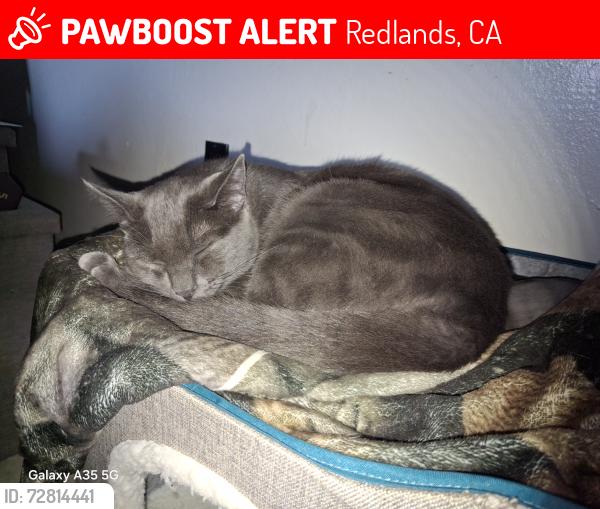 Lost Male Cat last seen Lytle st, Redlands, CA 92374