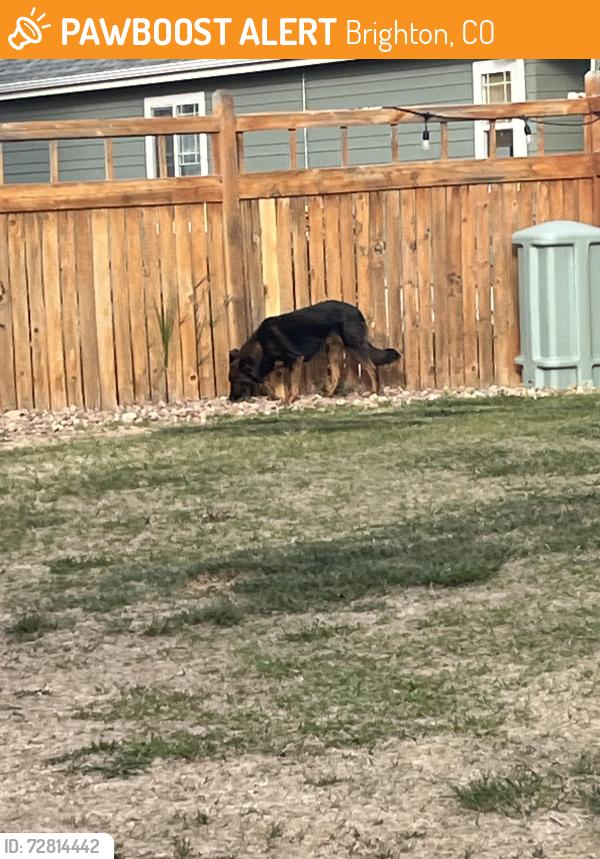 Found/Stray Female Dog last seen King soopers , Brighton, CO 80601