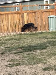 Found/Stray Female Dog last seen King soopers , Brighton, CO 80601