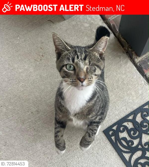 Lost Female Cat last seen Clinton Road, Blues Bro statue, Stedman, NC 28391