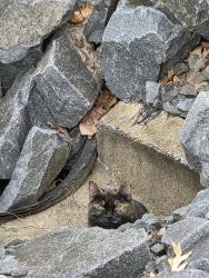 Found/Stray Unknown Cat last seen Russell Branch Parkway, Ashburn, VA 20147
