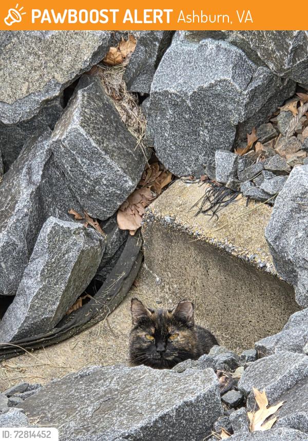 Found/Stray Unknown Cat last seen Russell Branch Parkway, Ashburn, VA 20147