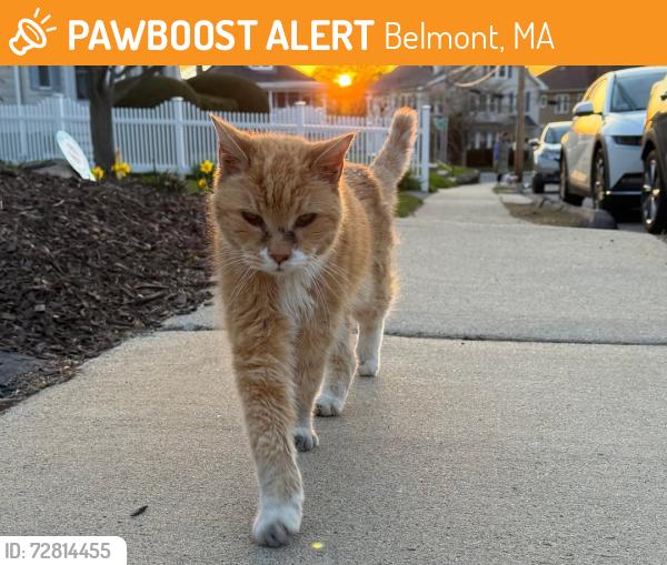 Found/Stray Unknown Cat last seen Creeley and Winslow, Belmont, MA 02478