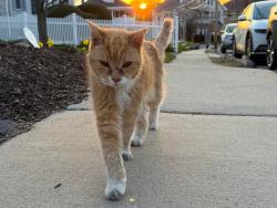 Found/Stray Unknown Cat last seen Creeley and Winslow, Belmont, MA 02478