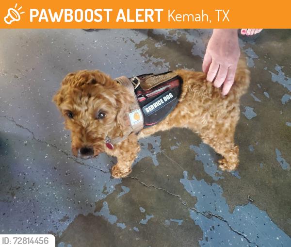 Found/Stray Male Dog last seen Kipp and 6th st Kemah, Kemah, TX 77565