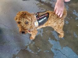 Found/Stray Male Dog last seen Kipp and 6th st Kemah, Kemah, TX 77565