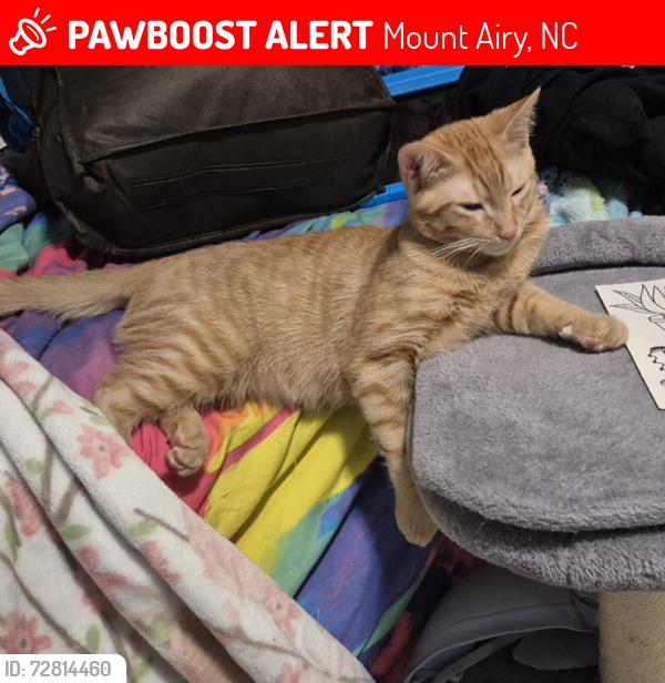 Lost Male Cat last seen South franklin rd, Mount Airy, NC 27030