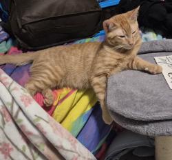 Lost Male Cat last seen South franklin rd, Mount Airy, NC 27030