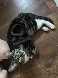 Found/Stray Unknown Cat last seen Lake city way, Seattle, WA 98125