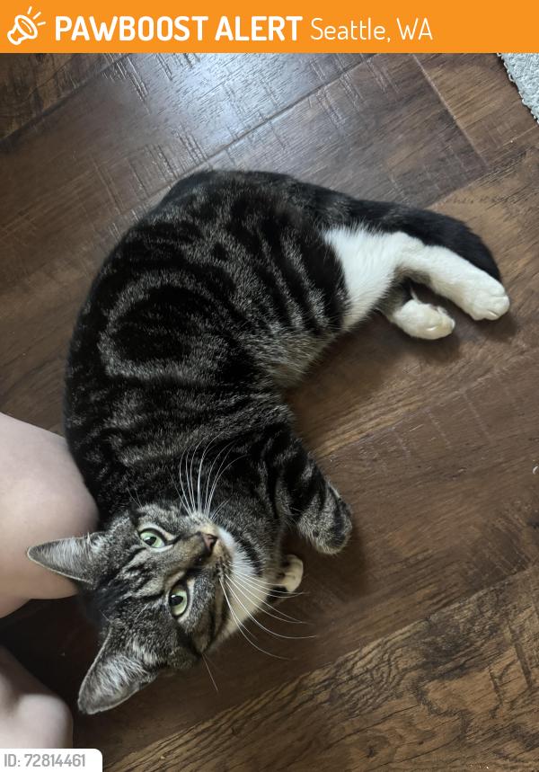 Found/Stray Unknown Cat last seen Lake city way, Seattle, WA 98125