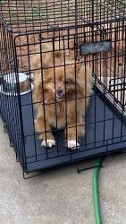Found/Stray Female Dog last seen Neighborhood walking around, Stone Mountain, GA 30083