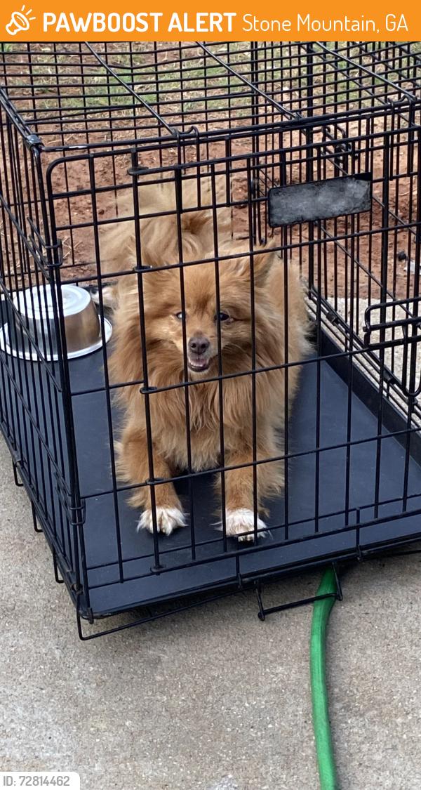 Found/Stray Female Dog last seen Neighborhood walking around, Stone Mountain, GA 30083