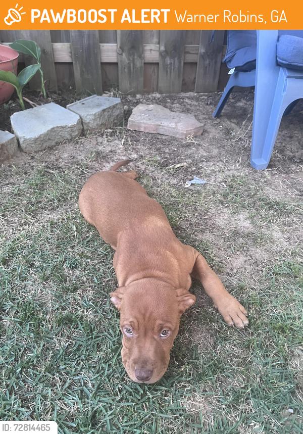 Found/Stray Female Dog last seen Second Baptist Churcb, Warner Robins, GA 31088