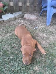 Found/Stray Female Dog last seen Second Baptist Churcb, Warner Robins, GA 31088