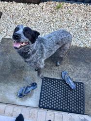 Lost Male Dog last seen Kine street, Moorooka, QLD 4105