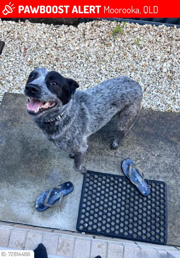 Lost Male Dog last seen Kine street, Moorooka, QLD 4105