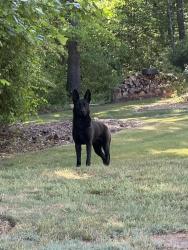 Found/Stray Male Dog last seen Price Rd and Fountain Spring dr, Hall County, GA 30506
