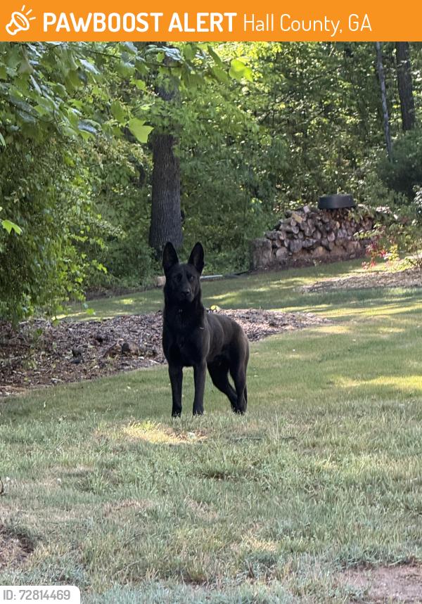 Found/Stray Male Dog last seen Price Rd and Fountain Spring dr, Hall County, GA 30506